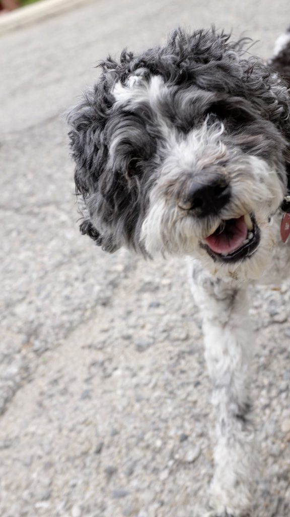 Dog Sitting Company Good company for your pets.