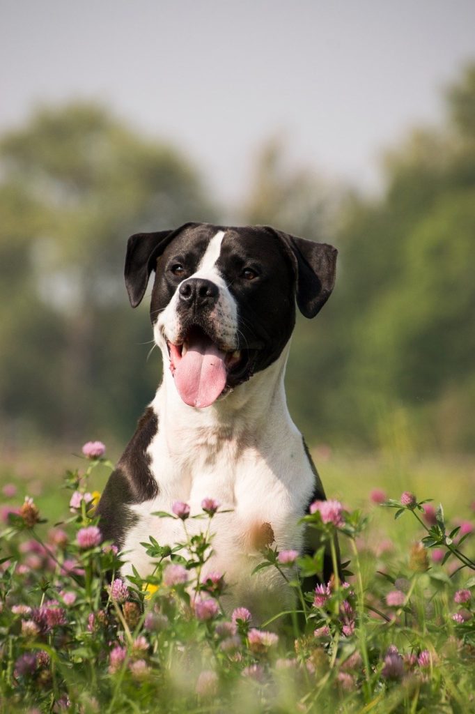 dog, tongue, animal